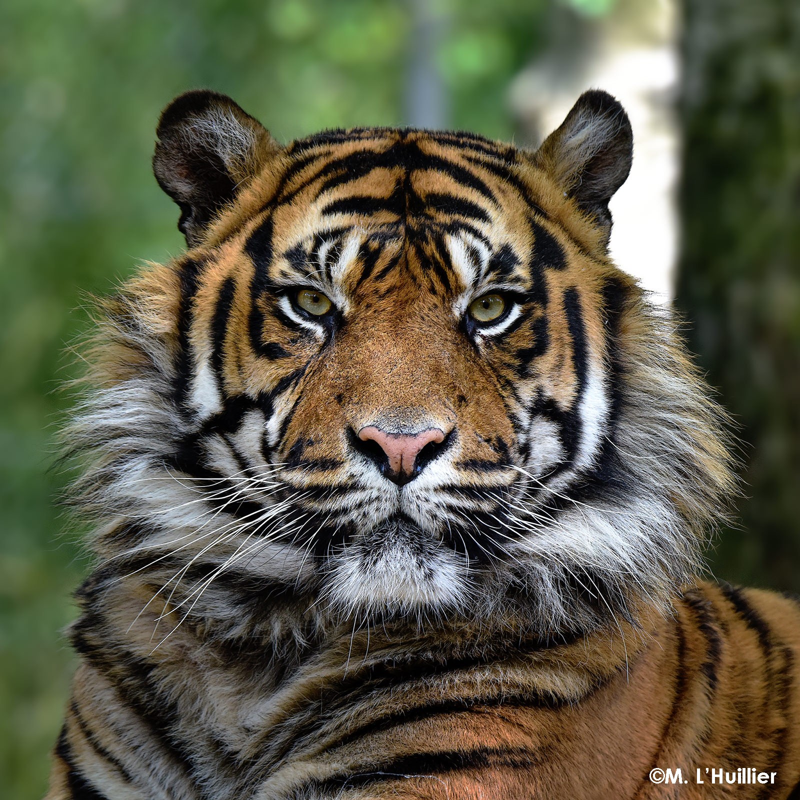 Lire la suite à propos de l’article Zoo de la Boissière du Doré